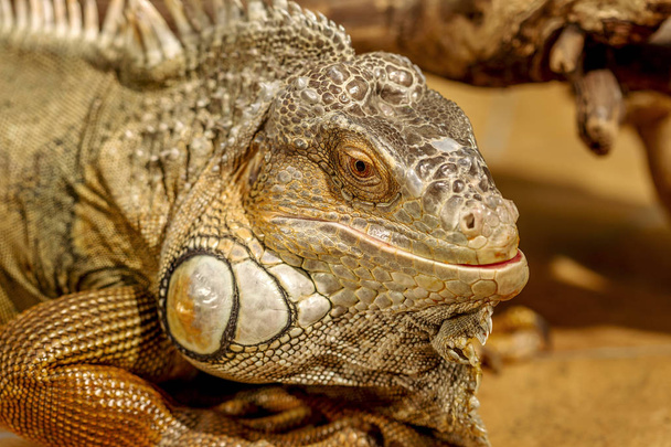 fantastyczne portret szczegół tropikalny iguana. Selektywny fokus, płytkiej głębi ostrości - Zdjęcie, obraz