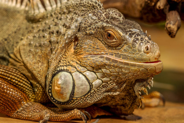 fantastyczne portret szczegół tropikalny iguana. Selektywny fokus, płytkiej głębi ostrości - Zdjęcie, obraz