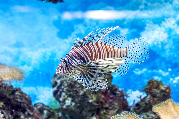 The underwater world. Bright Exotic Tropical coral fish in the Red Sea artificial environment of the aquarium with corals and algae aquatic plants - Photo, Image