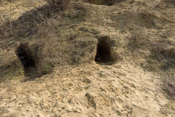 Город животных. Колония Foxholes на склонах горных холмов. Колония диких животных. Система подземных ходов и отверстий. Следы животных в дикой природе. Земляная нора
 - Фото, изображение