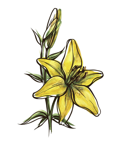 yellow lily flower with bud isolated on white background - Vektori, kuva