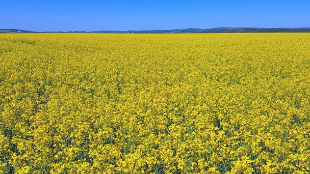 Yellow canola in bloom, rapeseed field against blue sky - Photo, Image