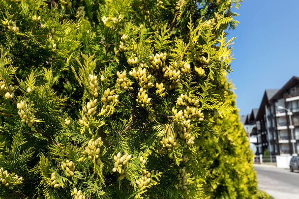 Arboriculture résineuse aux graines fraîches. Arborviae arbre avec beaucoup de fruits frais
 - Photo, image