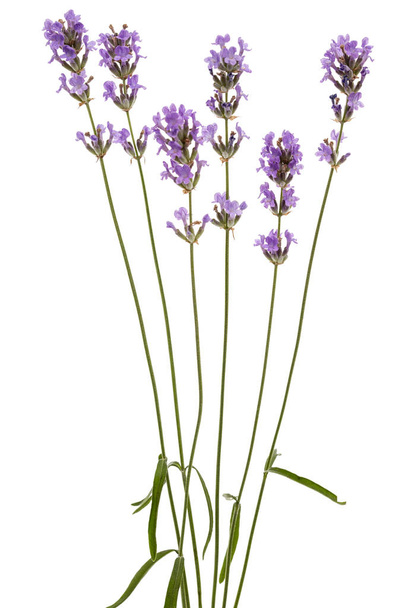Flowers  of violet lavender, isolated on white background - Foto, Imagem