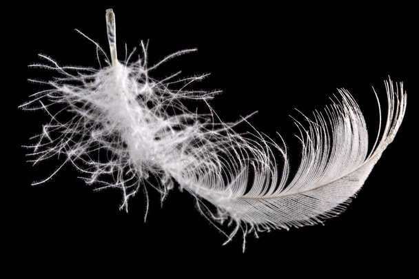 Feather bird isolated on a black background - Foto, Imagem