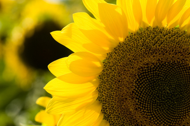 Sunflower field - Photo, image