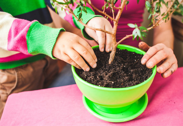 Replanting potted plant. A woman teaches a boy to work with houseplants. The child plants flowers. Replanting indoor flower in a new pot. Children's hands closeup. - 写真・画像