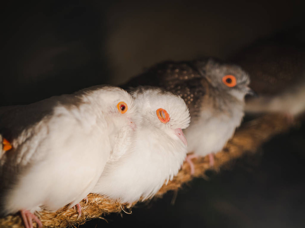 Closeup pigeons est assis sur la corde sur fond flou. Animal, oiseau, concept de famille
. - Photo, image