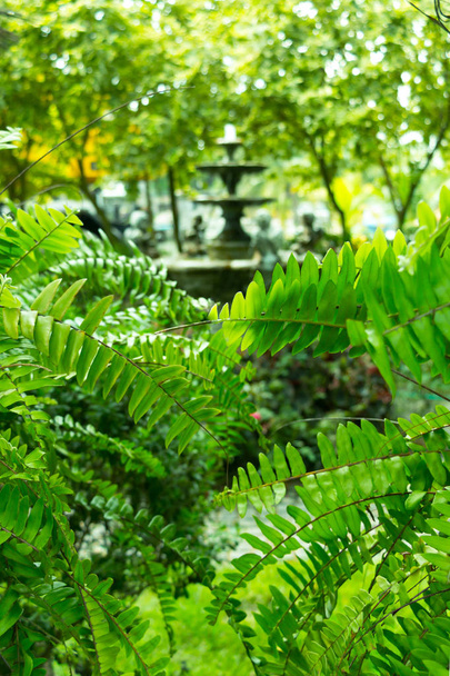 Zelené větvičky stromu s rozmazaný fontána vícevrstevného dekorace za. - Fotografie, Obrázek