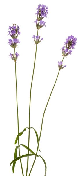 Fleurs de lavande violette, isolées sur fond blanc - Photo, image