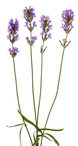 Flores de lavanda violeta, aisladas sobre fondo blanco - Foto, imagen