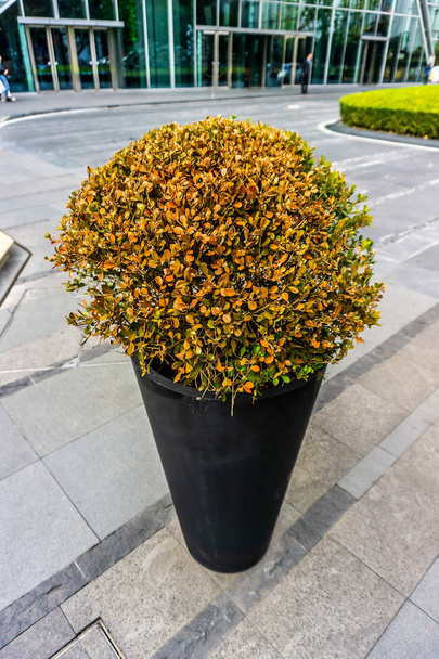 Κούρεμα οξυάκανθα Μπους φυτό σε γλάστρα μαύρη - Φωτογραφία, εικόνα