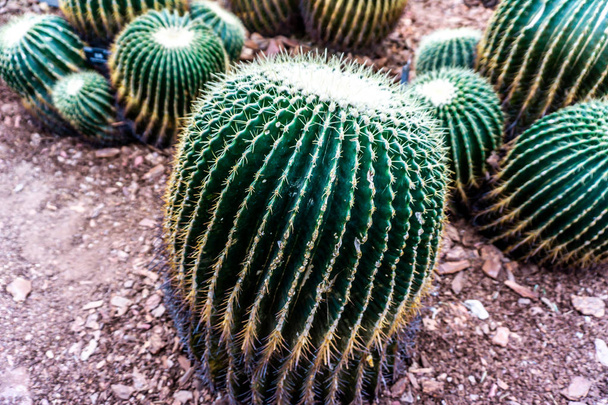 China Shanghai Botanical Garden Greenhouse Dry Desert Climate Different Ball Shaped Cactus - Photo, Image