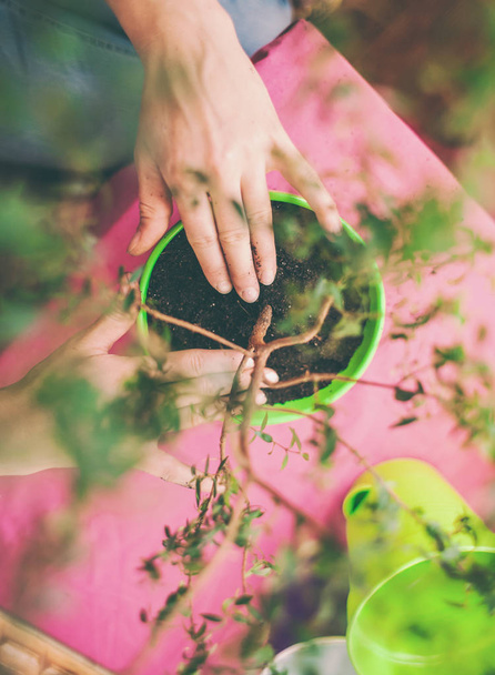 A woman plants a houseplant in a pot. Young bonsai tree top view. Replanting a flower in a new pot. The girl puts her hands on the ground. - Photo, Image