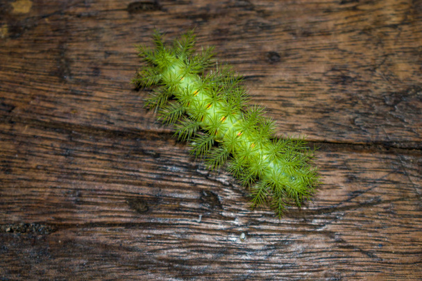 gusano verde peligroso en el tablero viejo
 - Foto, imagen