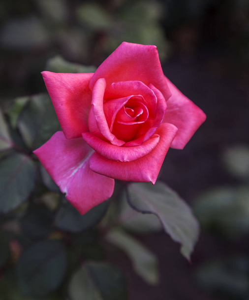 Крупним планом свіжа червона троянда в саду з місцем для копіювання тексту або відправлення фокус квіткова композиція як фон
 - Фото, зображення
