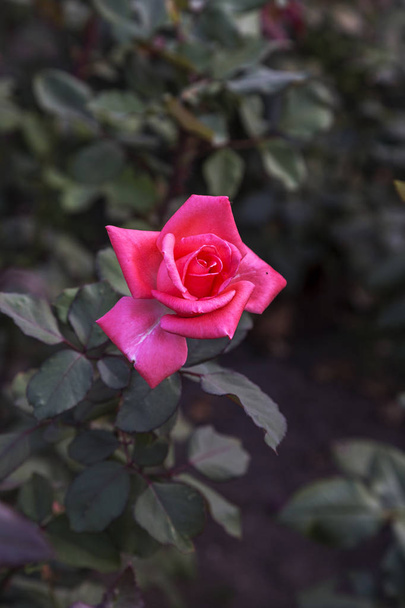 Закройте свежую красную розу в саду с пространством для копирования текста или фокусировки цветочного компоновки в качестве фона
 - Фото, изображение