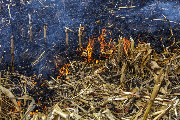 Súlyos szárazság. Tüzek mezőgazdasági területek teljesen szélerőműparkok. Sürgősségi Ukrajna hozza rendszeres kár jellege és a regionális gazdaság.  - Fotó, kép