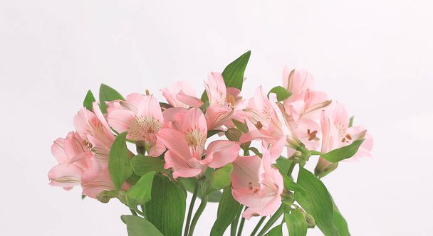bouquet of flowers isolated on a light background. - Zdjęcie, obraz