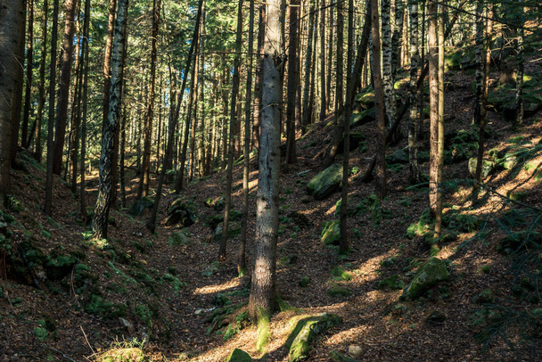 naaldhout bos van bomen met een full frame-trail - Foto, afbeelding
