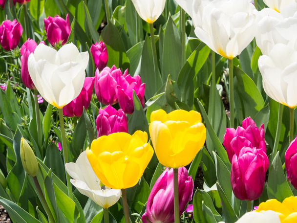 pink and yellow and white tulips - Zdjęcie, obraz