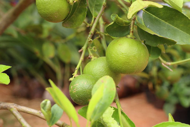 熱帯のレモン ツリー - 写真・画像