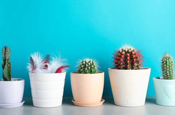 Pots with cacti and one with feathers on table against color background - Фото, изображение