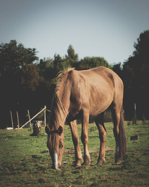 caballo alimentndose en el campo   - Foto, Imagem