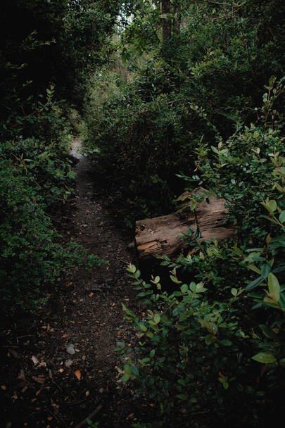 sendero acompaado de arbustos,  mucho verde y un gran tronco de madera  - Photo, image