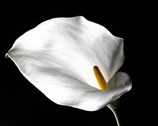 weiße Calla Lilie auf schwarzem Hintergrund Nahaufnahme - studio - Foto, Bild