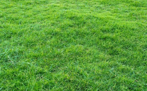 Hintergrund der grünen Wiese. Muster und Struktur von grünem Gras. grüner Rasen Hintergrund. - Foto, Bild