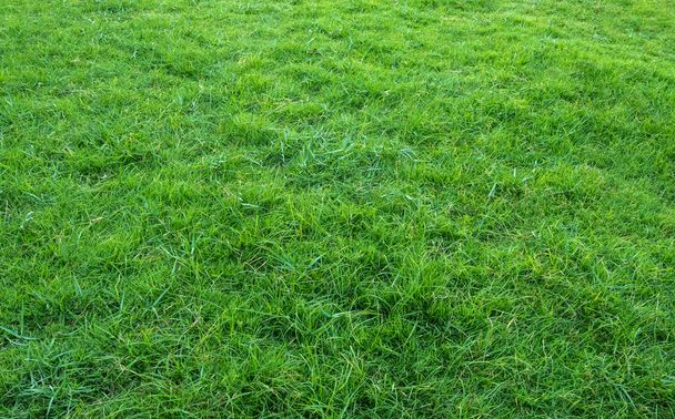 Фон зеленого травяного поля. Зеленая трава и текстура. Зеленый фон газона
. - Фото, изображение