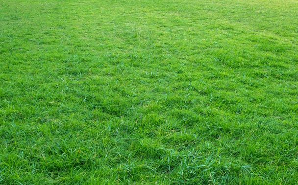 Sfondo del campo di erba verde. Modello erba verde e consistenza. Prato verde sfondo
. - Foto, immagini