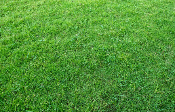 Achtergrond van groen grasveld. Groen gras patroon en textuur. Groen gazon achtergrond. - Foto, afbeelding