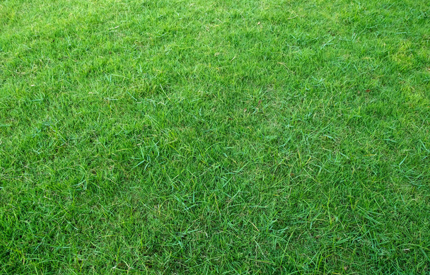 Тло зеленого трав'яного поля. Зелена трава візерунок і текстура. фон зеленого газону
. - Фото, зображення