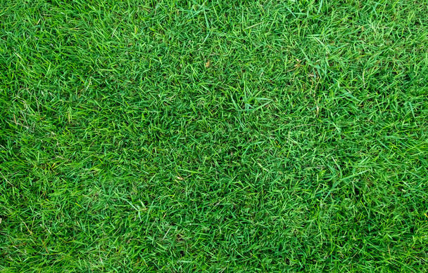 Groene gras textuur voor achtergrond. Groene gazon patroon en textuur achtergrond. Close-up. - Foto, afbeelding