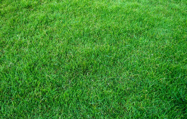 Tło pola trawa zielona. Zielona trawa wzór i tekstura. Zielony trawnik tło. - Zdjęcie, obraz