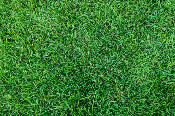 Green grass texture for background. Green lawn pattern and texture background. Close-up. - Photo, Image
