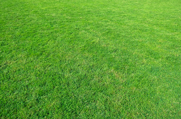 Fond de champ d'herbe verte. Modèle et texture d'herbe verte. Fond de pelouse verte
. - Photo, image