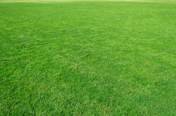 緑の芝生のフィールドの背景。緑の草のパターンやテクスチャ。緑の芝生の背景. - 写真・画像