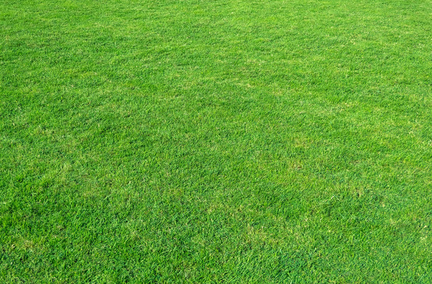 Background of green grass field. Green grass pattern and texture. Green lawn background. - Photo, Image