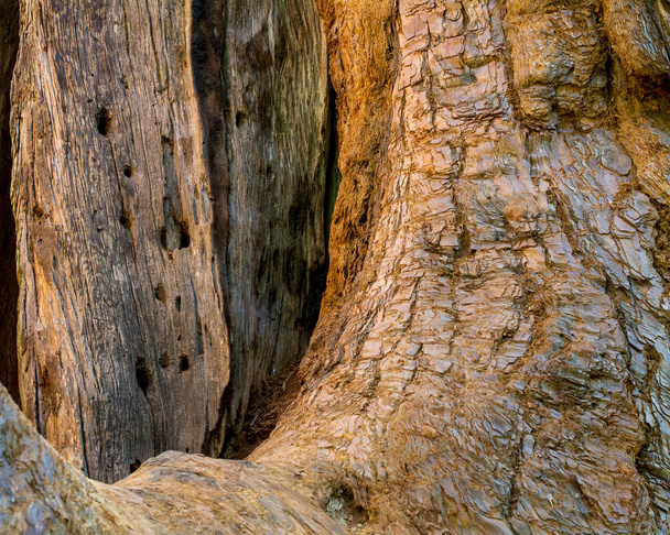 Basis des Stammes eines riesigen Baumes, Mammutbaum sempervirens, im Calaveras Big Bäume State Park - Textur oder Hintergrund - Foto, Bild