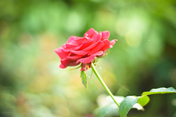 Close up of beautiful one red rose on green branch. Rose and bud on garden. Valentines background. Pink rose with fresh leaves branches. Spring summer wedding romantic elegant date marriage symbol. - Foto, immagini