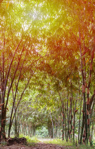туннель из зеленого бамбукового сада и леса. с солнечным светом
 - Фото, изображение