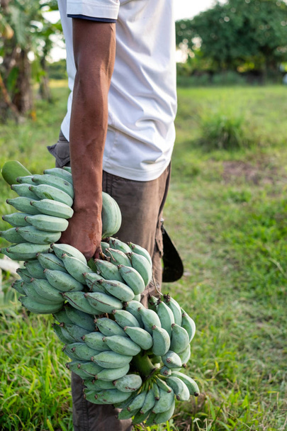 Thai farmer and a bunch of green banana in garden. Agriculture concept. - Foto, Imagem