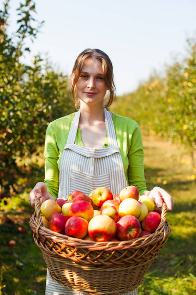 Pretty Woman holds basket with organic Apples - Foto, immagini