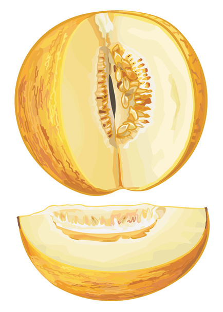Melone giallo
 - Vettoriali, immagini
