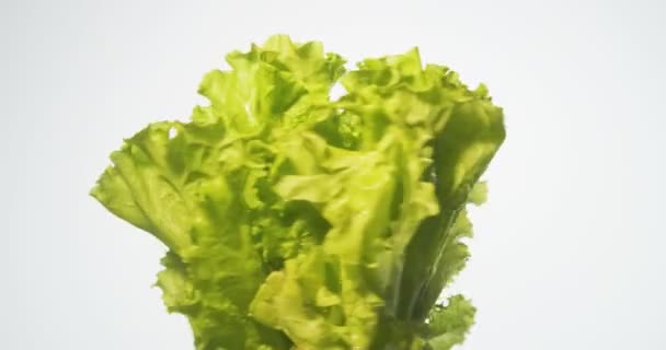 İplik ve izole üzerinde beyaz arka plan döndürme marul salatası havada asılı - Video, Çekim