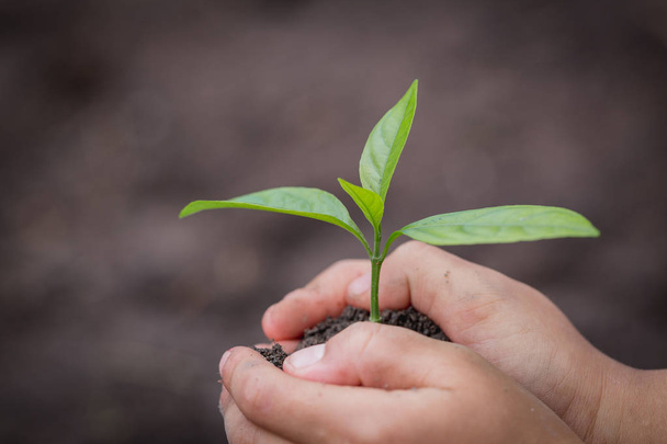 χέρι το παιδί κρατώντας ένα μικρό δενδρύλλιο, φυτεψτε ένα δέντρο, να μειώσει την υπερθέρμανση του πλανήτη, παγκόσμια ημέρα περιβάλλοντος - Φωτογραφία, εικόνα