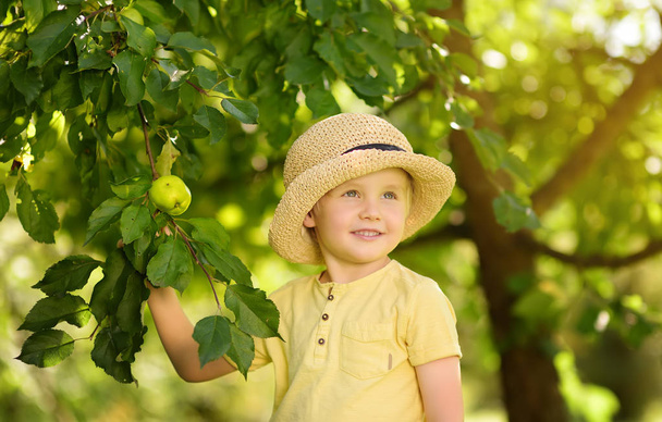 Little boy picking apples from tree. Harvesting in the domestic garden. - Foto, imagen